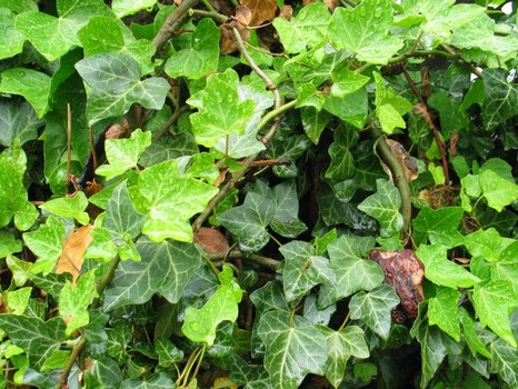 Ivy