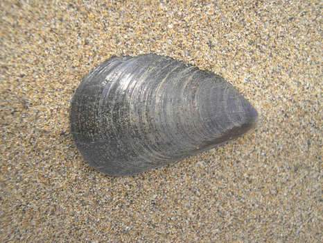 Muschel