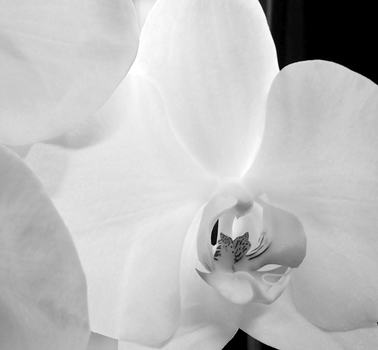 Orchidee
