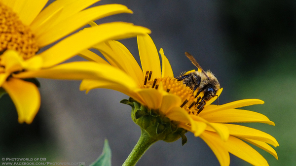 Bienen-Makro