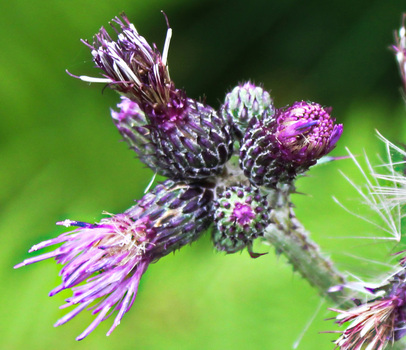 Wiesendistel