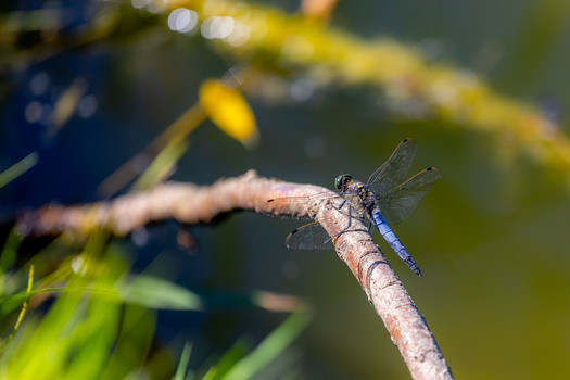 Libelle am Teich