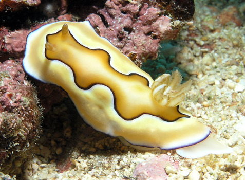 Nacktschnecke