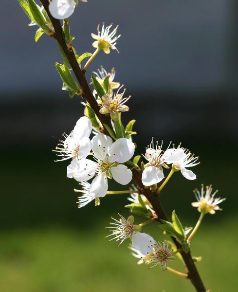 blüten