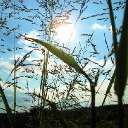 (Ent)Spannung im Gras