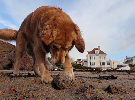 Dill am Strand