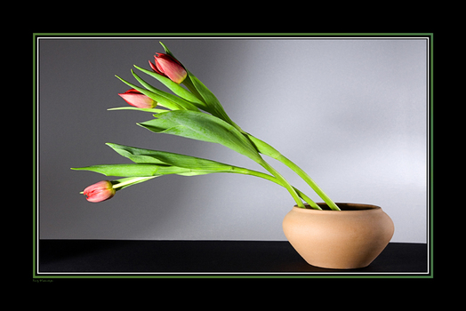 3 Tulpen