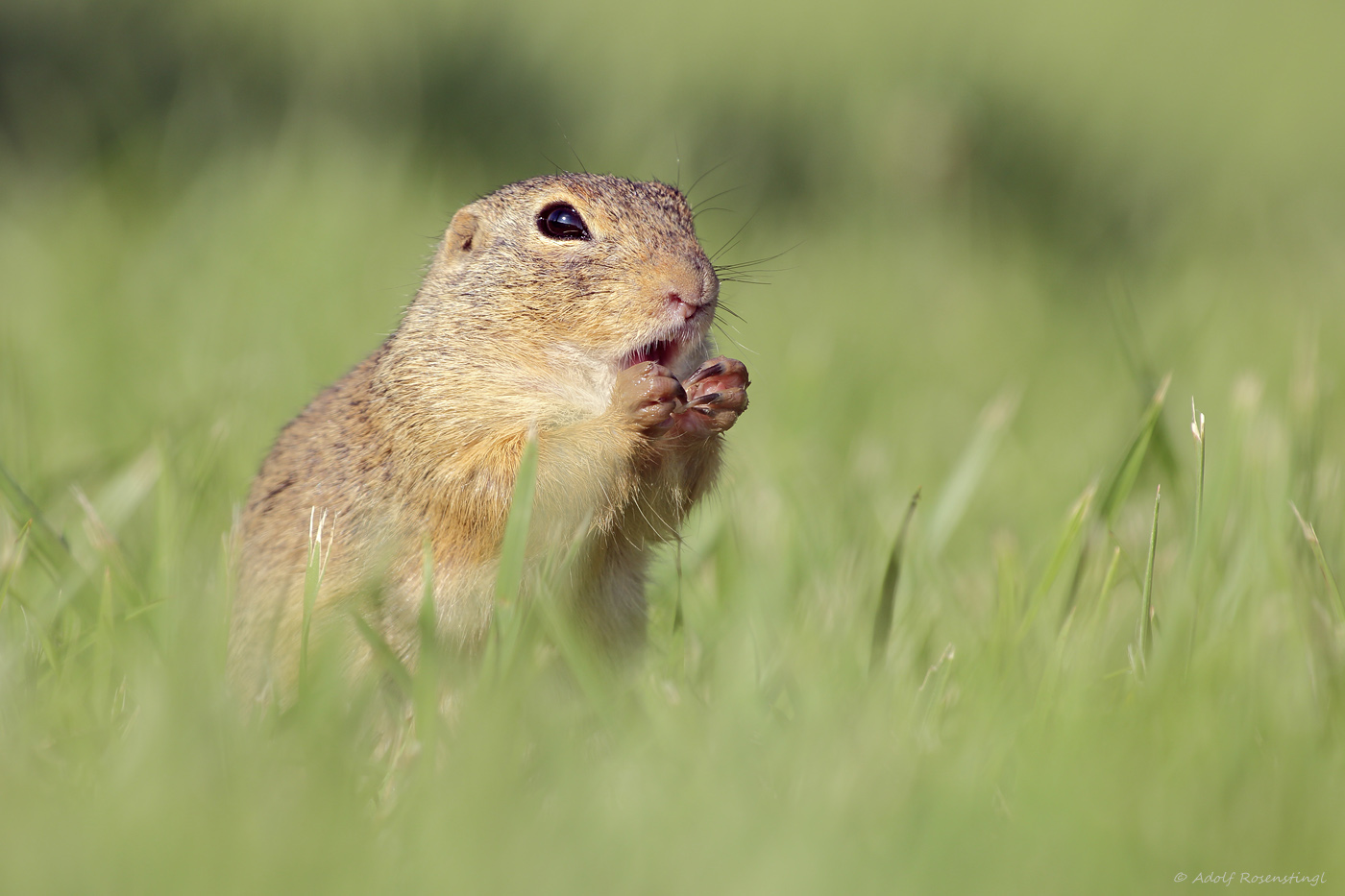 Europäische Ziesel (Spermophilus citellus)