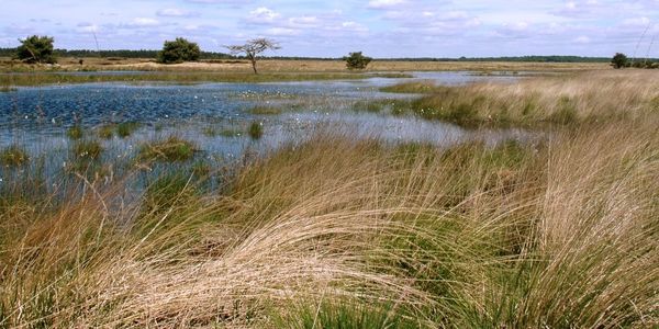 Nationalpark "De Hooge Veluwe"