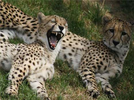 Gepard