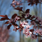 Garten Tulln 2