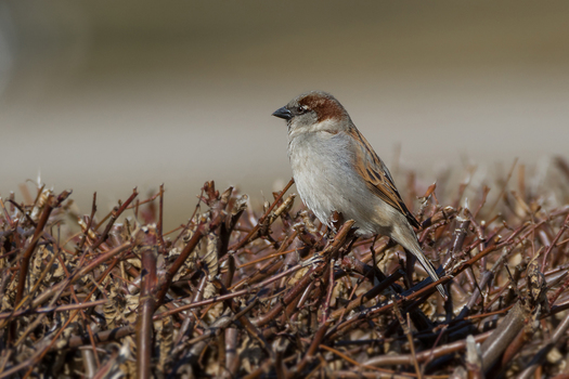 Haussperling (Passer domesticus)...