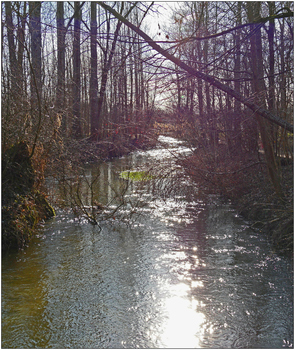 in der Au