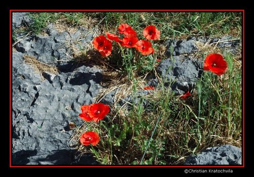 Der Mohn der Genügsame