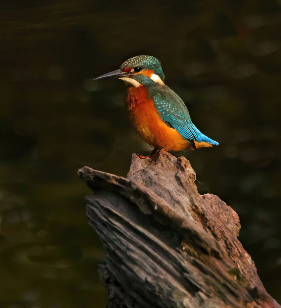 Eisvogel