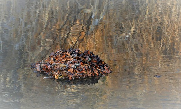 Schwimmende Herbst