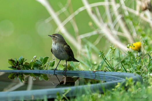 an der Vogeltränke