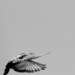 anflug