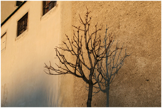 Einsamer Baum