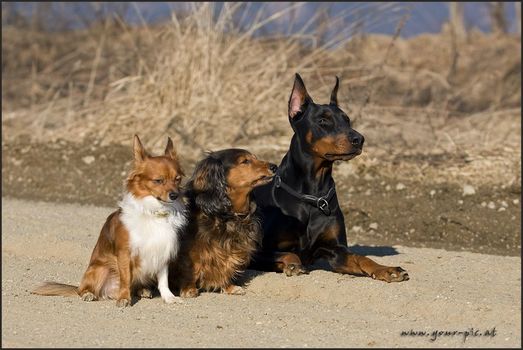 friends