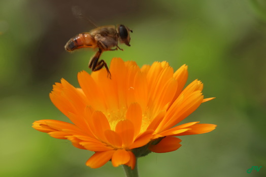 Blume mit Fliege