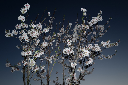 Kirschblüte
