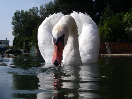 Schwan