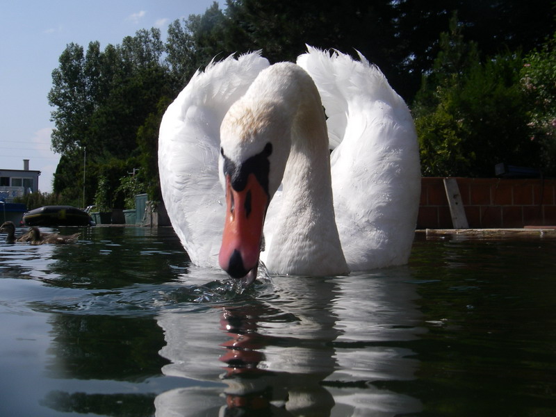 Schwan