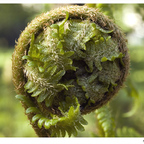 Farnspirale