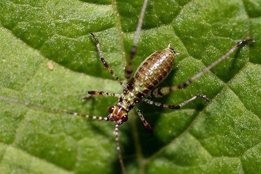 anderer käfer
