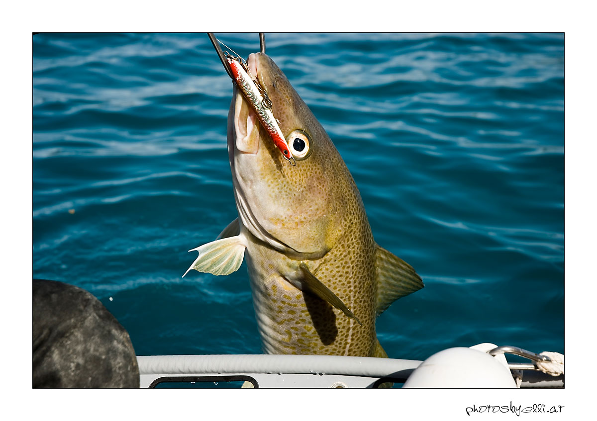 fischers fritze...
