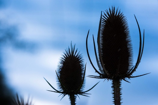 Dipsacus follonum