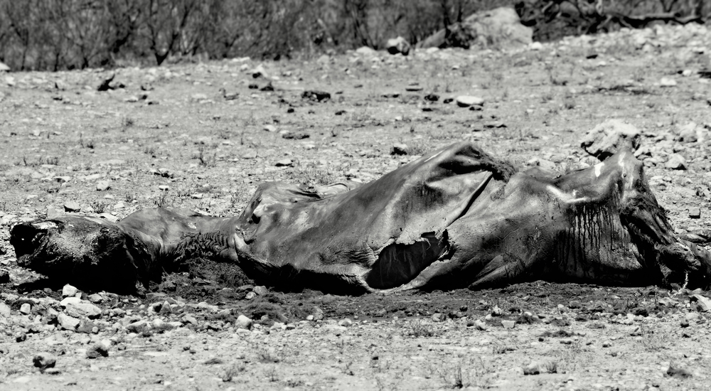 road-kill in down under