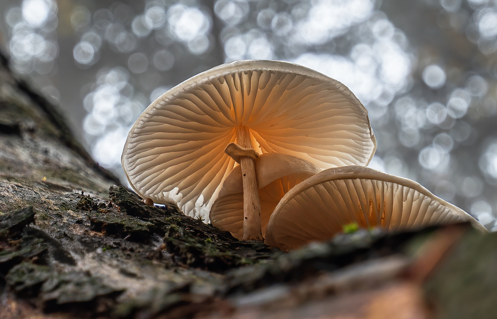 Pilz am Baum ist nicht unbedingt Baumpilz