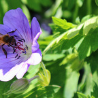Fleissiges Bienchen