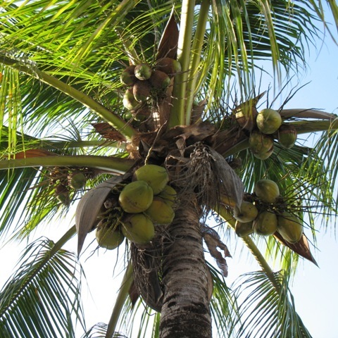 Kokospalme