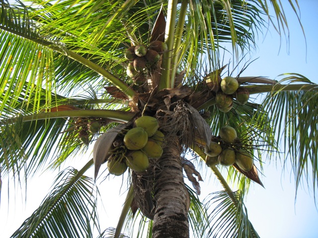 Kokospalme