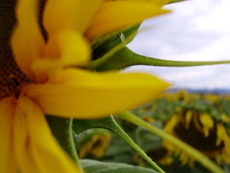 sunflower