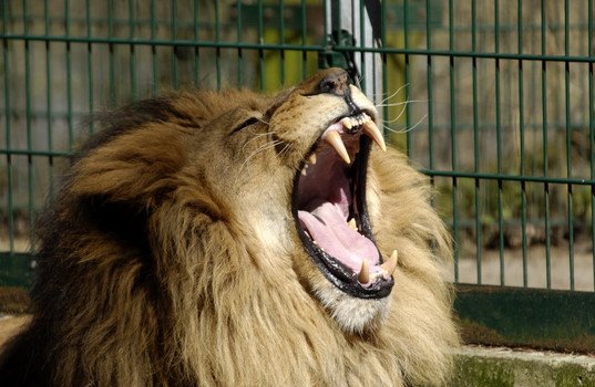 Löwe Tierpark Haag