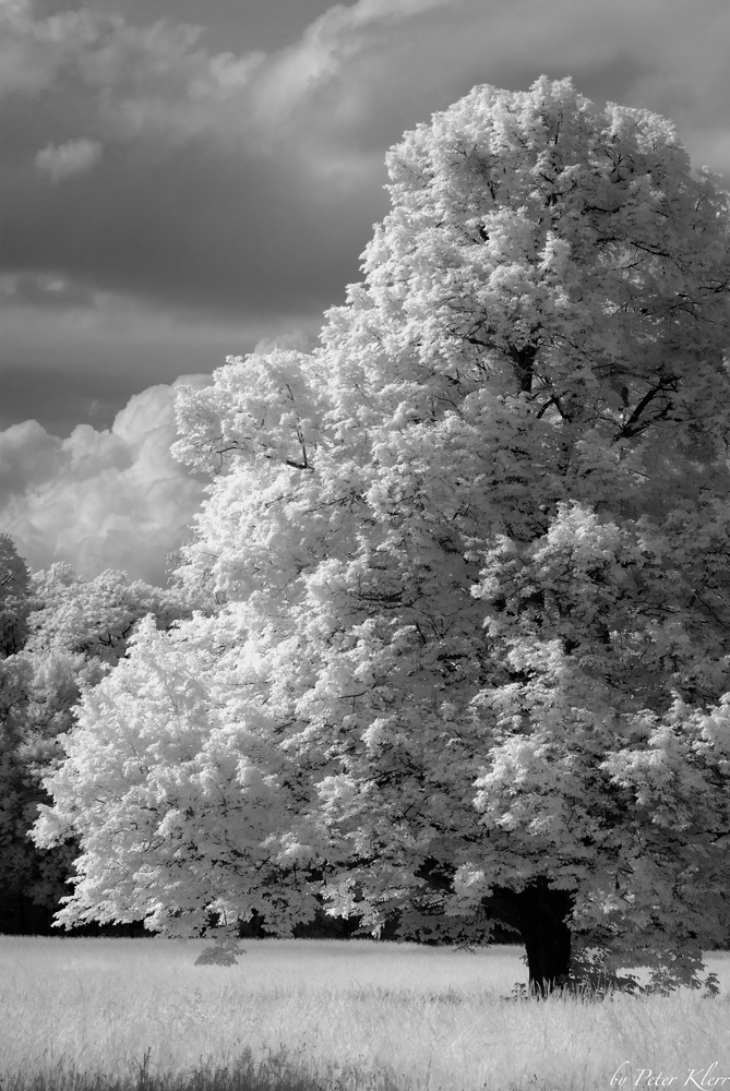 baum