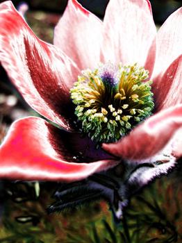 Pulsatilla vulgaris