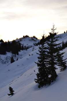 Tannenbaum