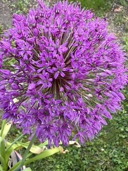 Blüte
