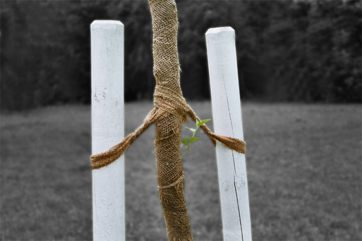 Urbane Vegetationen