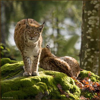 Luchs mit Jungen - 1