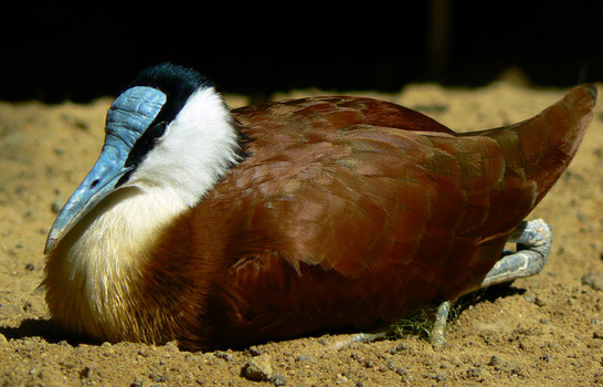 Blaustirnblatthühnchen