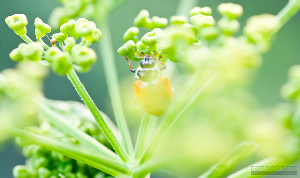 Versteckt