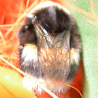 Hummel