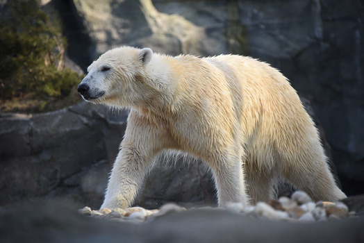 Eisbär