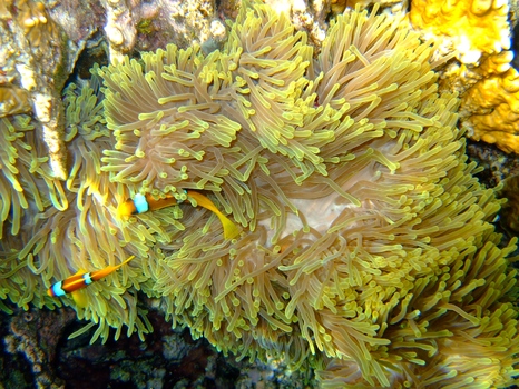 Anemonenfische mit prächtiger Anemone